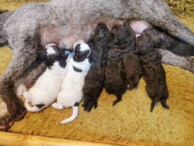 Lagotto Romagnolo, rezervacija tenaca